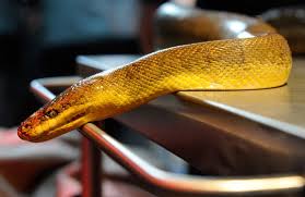 Snake on table