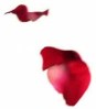 Rose Petals Falling - Copy (2)